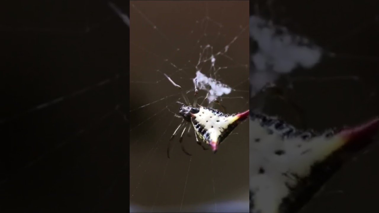 Crab spider spins web 🇧🇷 Brazil