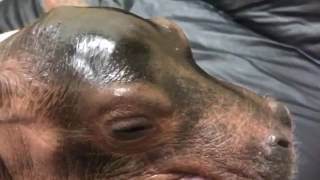 Baby Hippo Fiona Makes Grunting Sounds