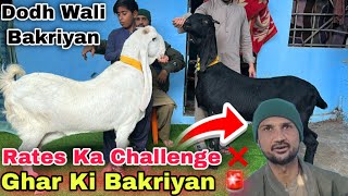 Download Lagu Ghar Me Karachi Ki Sasti Bacho \u0026 Dodh Wali Bakriyon Ki Mandi😍 Nana Goat Farm | Lalukhet Bakra Mandi  MP3