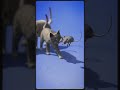 Shocking! Why isn't this mouse afraid of the cat?,यह चूहा बिल्ली से क्यों नहीं डरता?”#shorts #viral