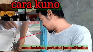 CARA INI 100% TEPAT UNTUK MEMBEDAKAN PERKUTUT JANTAN &amp; BETINA