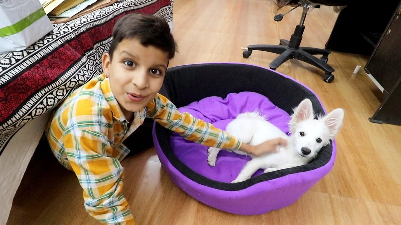 New Bed For Oreo 😍 YouTube