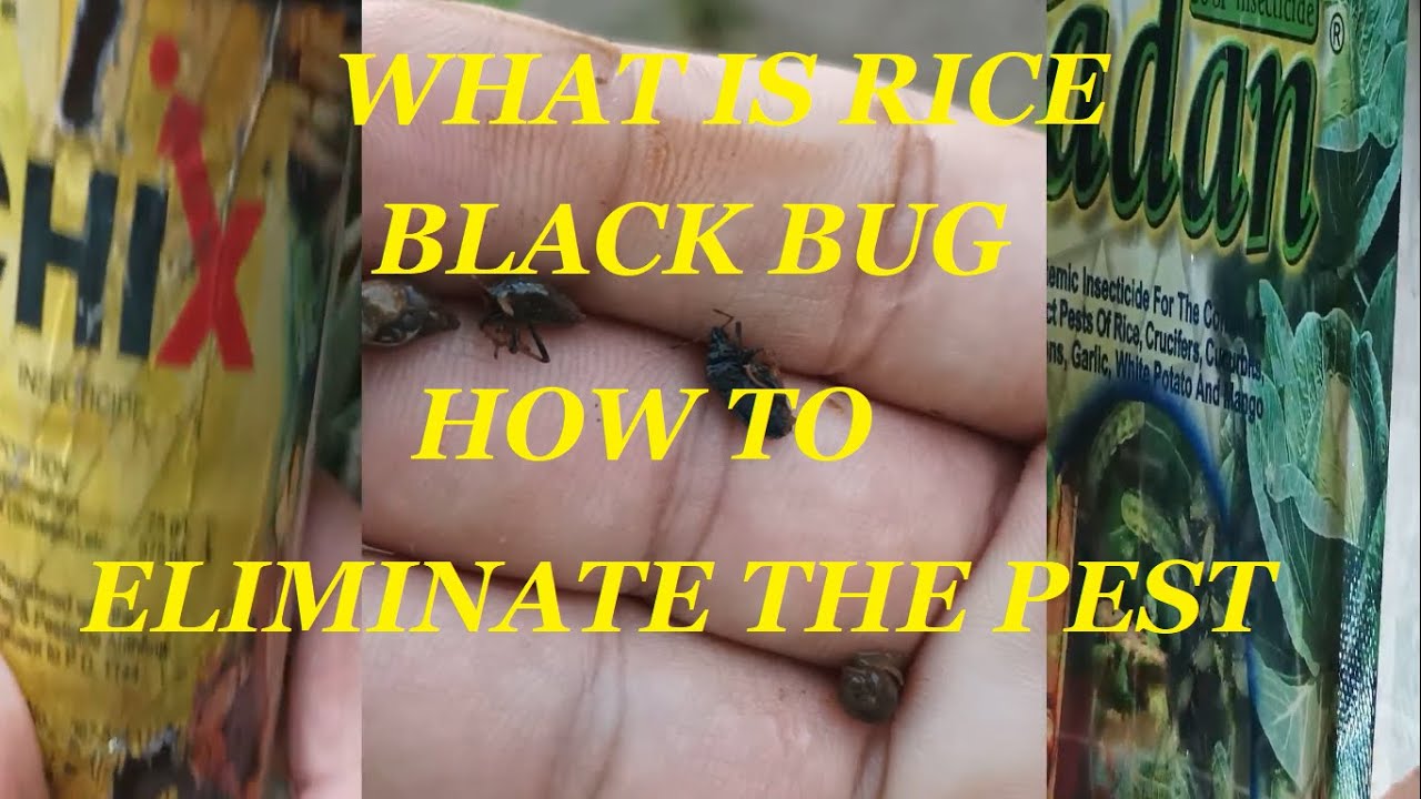 What Is BLACK BUG AND HOW TO ELIMINATE THE PEST, H.D. [Asian Rice ...