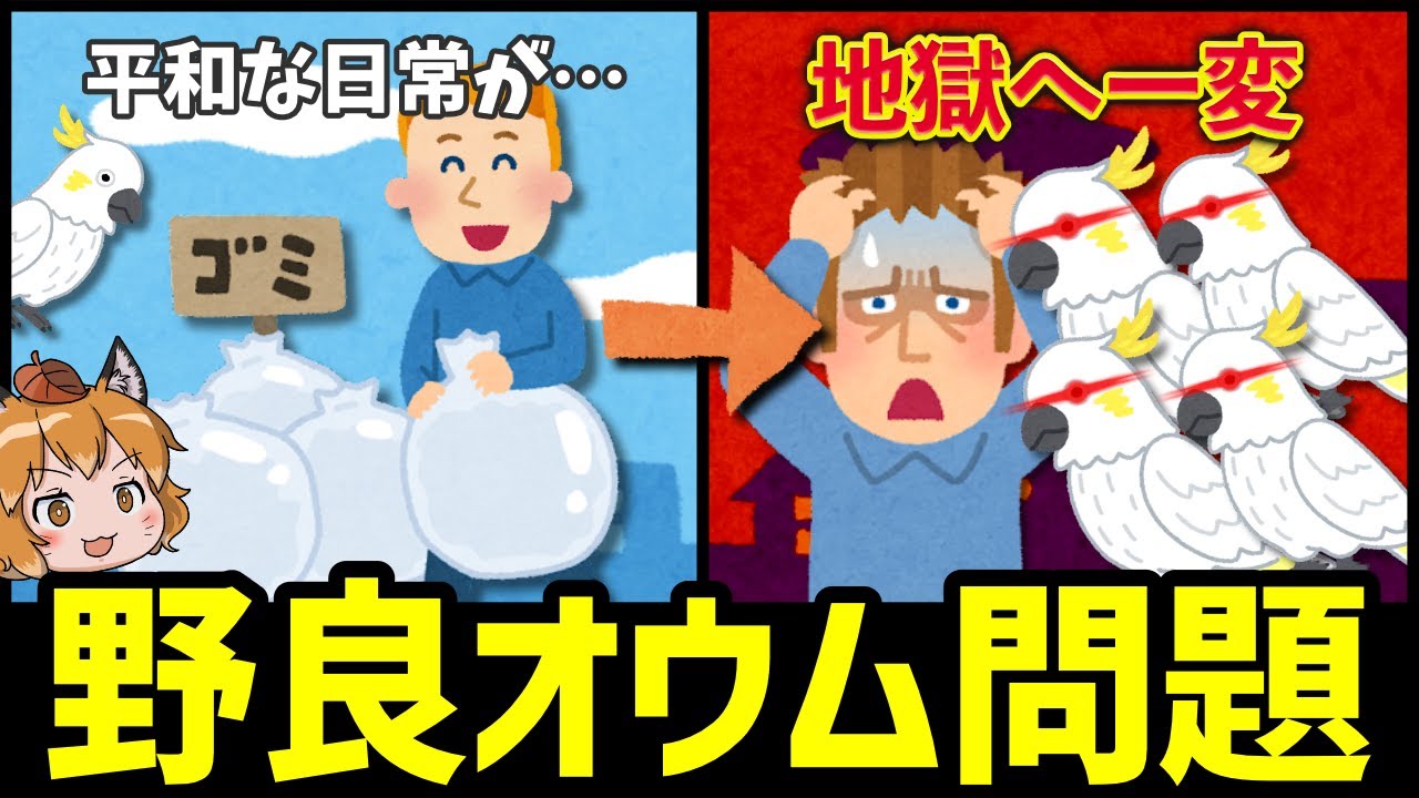 【社会問題】オーストラリアの平和な日常、まさかの野良オウムに破壊されてしまう