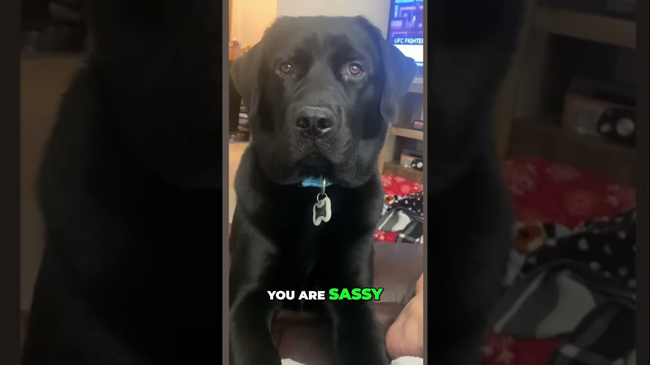 Dog Interrupts Work & Pool Splash, Pure Chaos!