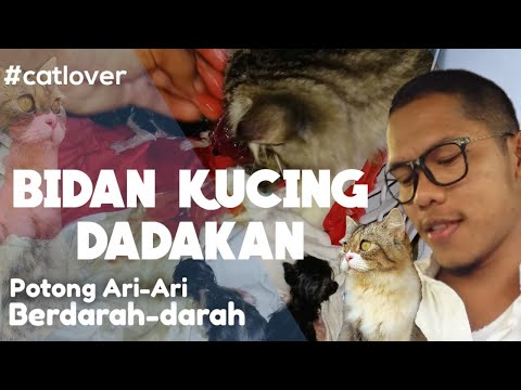 Video: Cara Membantu Mother Cat Deliver Kittens