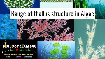 Range of Thallus Variation in Algae Simplified 5 minute video | Phycology @biologyexams4u