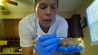 Module 6  - Brain Dissection - Mannebach