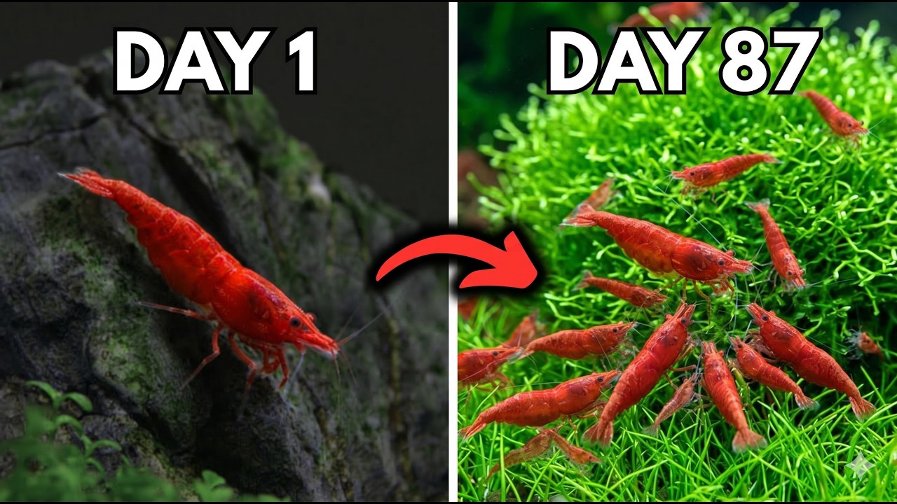 Turn Just 20 Shrimp into a 1,000 Shrimp Army!