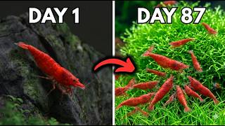 Turn Just 20 Shrimp into a 1,000 Shrimp Army!