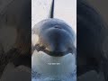 From apex predators to prey: great white sharks under attack #shorts