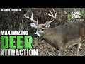 Maximizing deer attraction