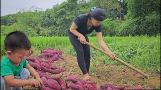17-летняя мать-одиночка, живущая в лесу: сбор сладкого картофеля – деревенская жизнь || Ли Тиу Ню