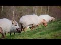 Какие породы овец лучше разводить?