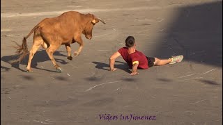 Juslibol (Zaragoza) - 26/07/2024 - Release of cows from crates, wild bull and cows - HD