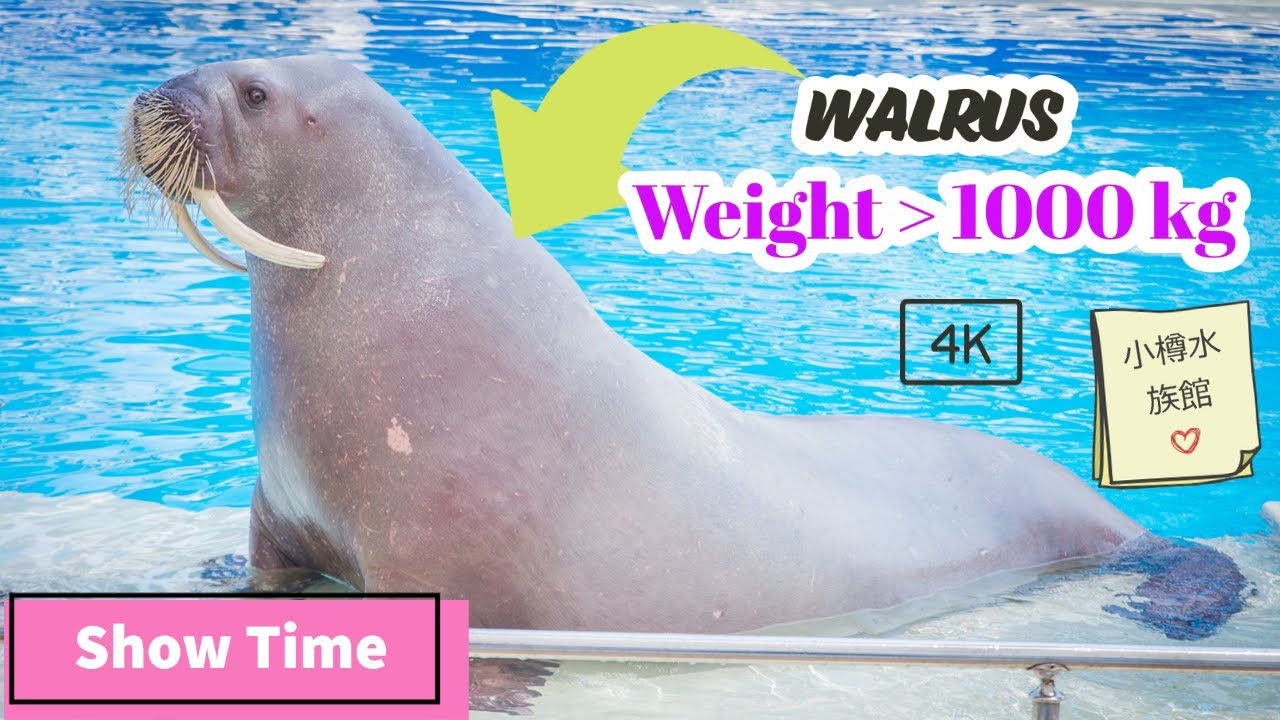 Rare Walrus Weight 1000 kg Movie Japan | 小樽水族館 | かいば | 札幌  4K