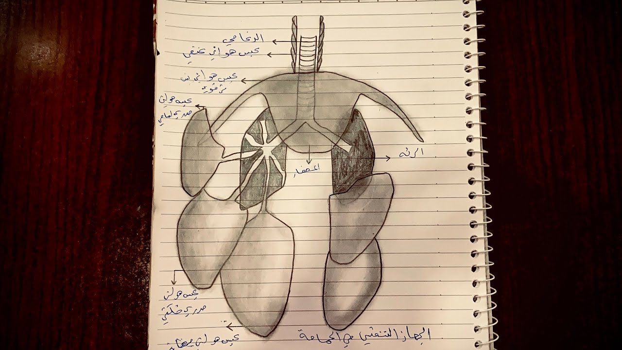رسم الجهاز التنفسي في الحمامة للصف#الرابع_العلمي  #الفصل_السادس