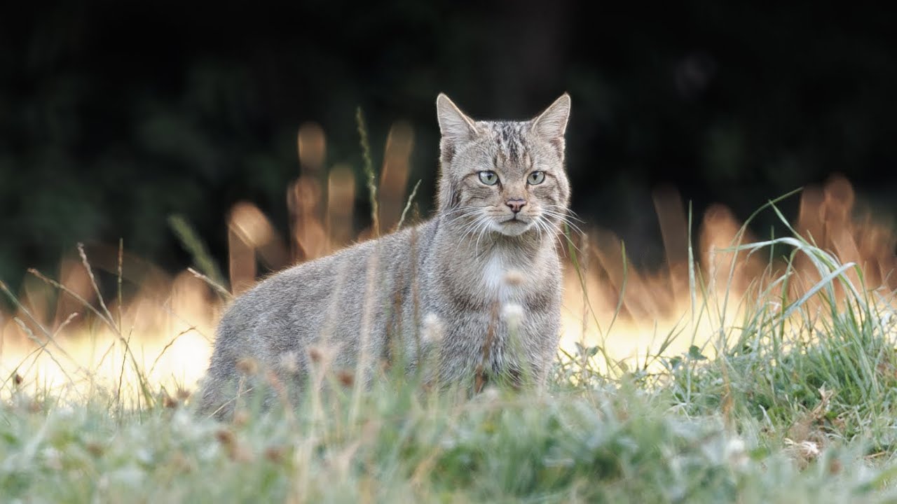 Silent Hike with Extremely Rare Wildlife Encounters
