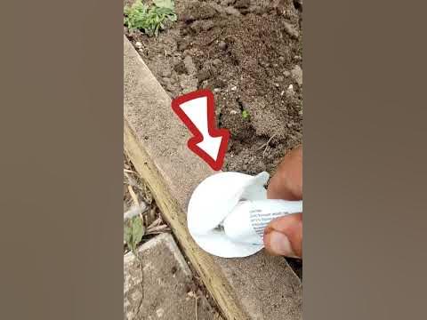 МУРАВЬЕВ ИЗ ТЕПЛИЦЫ КАК ВЕТРОМ СДУЛО ОТ ЭТОЙ АПТЕЧНОЙ МАЗИ / БЕЗОПАСНОЕ ...