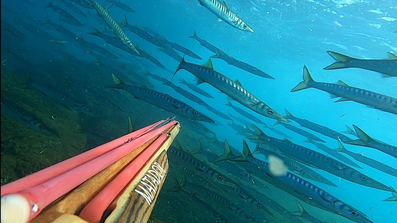 Gennaio tra Branchi di Spigole e Barracuda XL🌊🐟