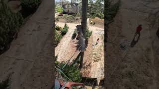 ¿ Span Rigging ? Aquí una breve explicación 🪢🪵 #arboleros #treework #treeclimbing #climber #Rigging