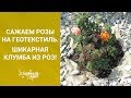 Сажаем розы на геотекстиль. Шикарные клумбы из роз в вашем саду!