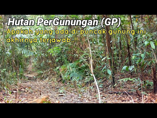 Akhirnya terjawab apa yang ada di puncak gunung GP | Edisi Hidupan Liar. class=