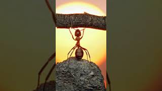 THINGS YOU DIDN'T KNOW ABOUT ANTS!!! #curiosities #shorts THINGS YOU DIDN'T KNOW ABOUT ANTS!!! #curiosities #shorts