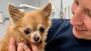 Animals saved from neglect in Roanoke