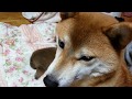 燐五(りんご)授乳シーン
