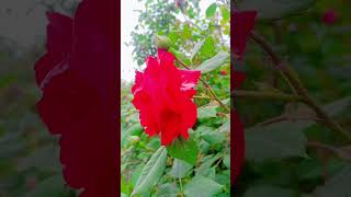 Red Rose Touching the Clouds | Beautiful Rose Garden View #nature #nature #shorts
