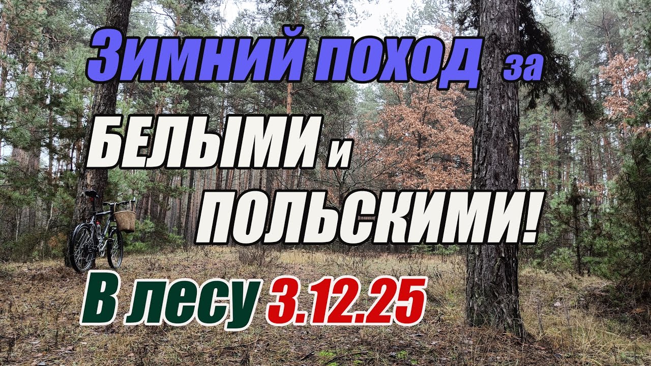 Грибы декабря. Зимний поход за белыми и польскими! В лесу 3.12.25