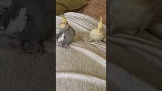 Tari Mahfill  Mugleazam Samjebirds cocatailparrotcolapsita songlatamangeshkar oldisgold