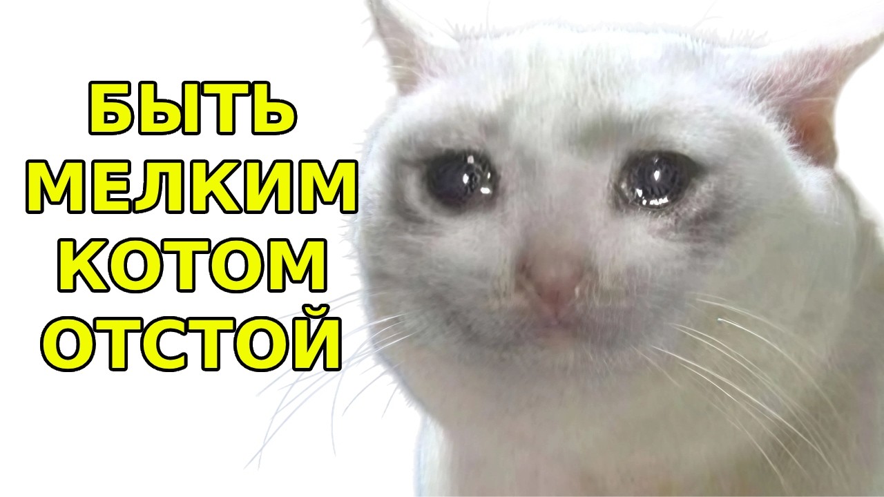 Быть мелким котом - отстой
