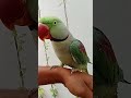 Smart Parrot Talking 😍 | Cute Pet Bird Moments 🐦 | Birds Empire PK #Shorts#Parrot #TalkingParrot