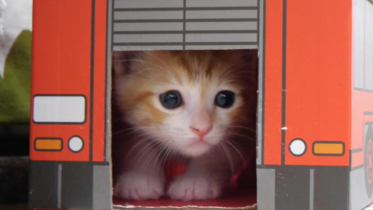 Cute kittens in a box - YouTube