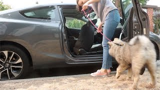 How to get a puppy to enjoy car rides (E11) #12weekpuppychallenge by Social Puppy 11,244 views 5 years ago 3 minutes, 41 seconds