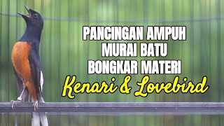 PANCINGAN MURAI BATU GACOR BONGKAR MATERI KENARI DAN LOVEBIRD 100% AMPUH MENAIKKAN EMOSI LAWAN