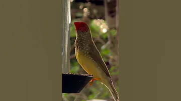 Star Finch Singing | Bird Song | Bird Sounds