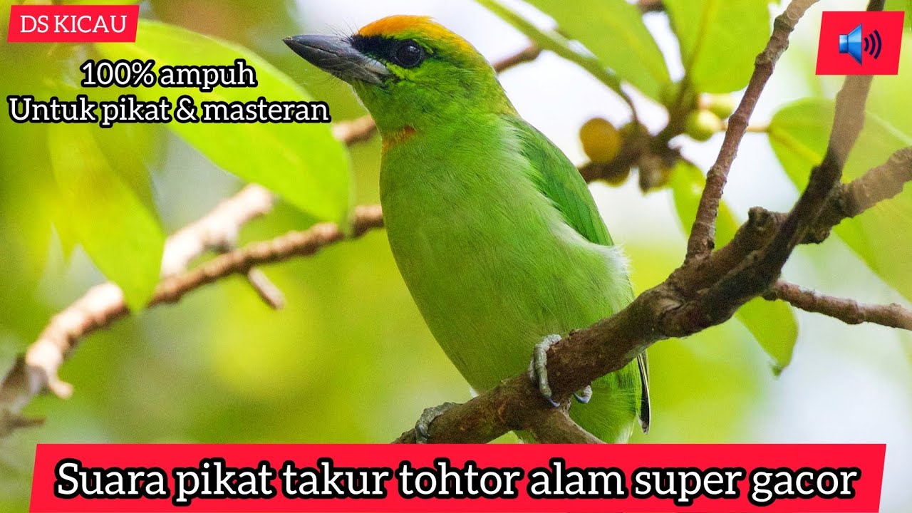 Burung takur/takur tohtor gacor/suara pikat ampuh burung takur tohtor 