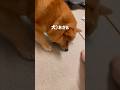 摩擦が腹立つポメ柴