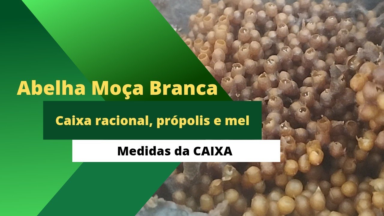MEL E PRÓPOLIS DA ABELHA MOÇA BRANCA