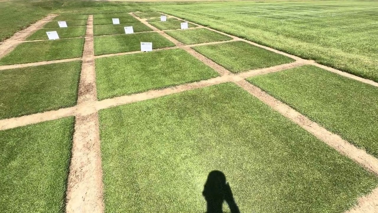 GRASS Silvy 　SaltWater Salt Water Grass ! Seashore Paspalum Turfgrass ￼ - YouTube