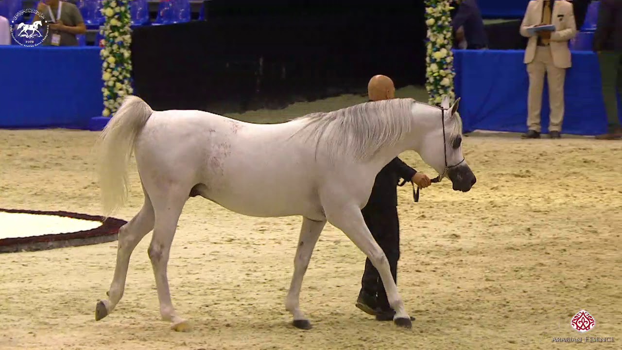 N 153 MAHDER AL JAMAL Dubai Arabian Horse Show 2020 Stallions 7 9 Years n-153-mahder-al-jamal-dubai-arabian-horse-show-2020-stallions-7-9-years