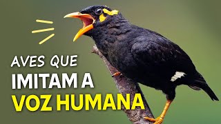 AVES que IMITAM A VOZ HUMANA! Os "pássaros falantes" mais incríveis! screenshot 3