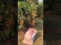 দেখেই তো লোভ লাগছে 😋 #shorts #ytvideo #banglavlog #litchi #jitnishitavlog