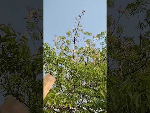 Video: Was ist ein Guayacan-Baum?