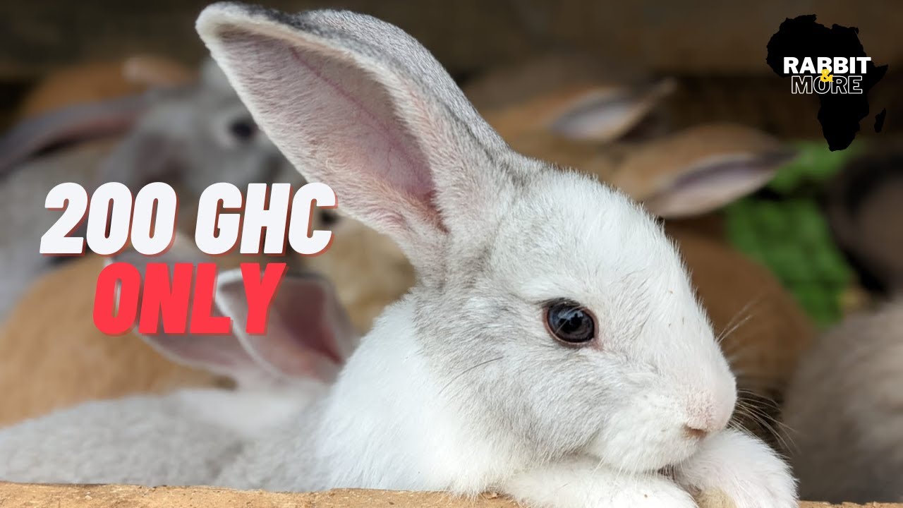 Start a Rabbit Farm Today for Only 200 GHC / 18 USD YouTube