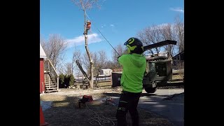Timelapse Maple Removal