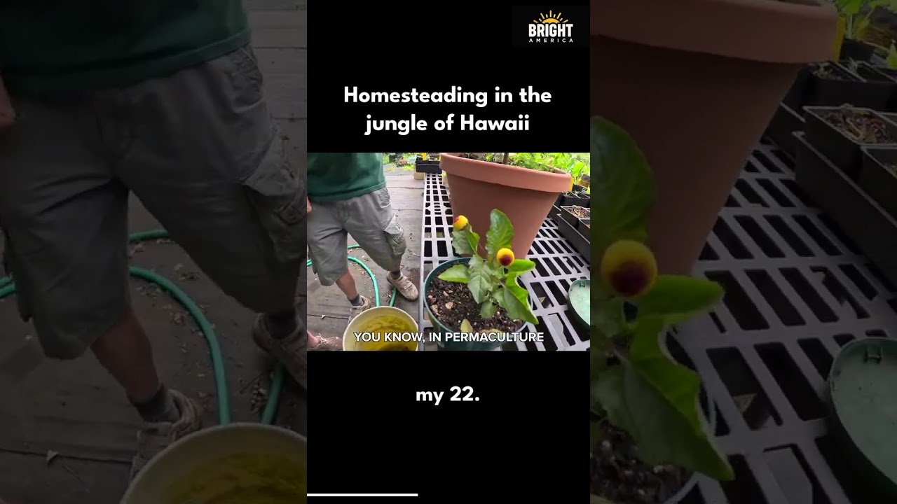 Homesteading in the jungle of Hawaii